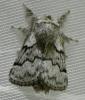 Trichiura crataegi